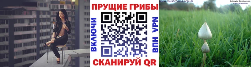 Псилоцибиновые грибы Psilocybe  купить   Колпашево 